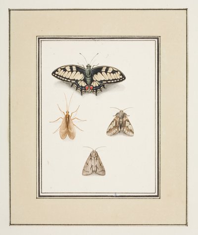 Fecskefarkú pillangó, Mayfly és két lepke, 1755–1765 körül (akvarell papíron) alkotó: Pierre Francois Ledoulx