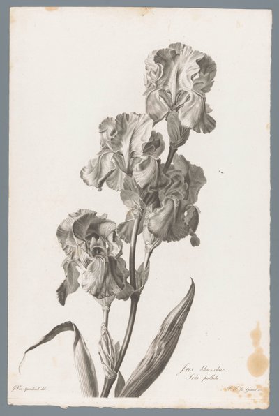Dalmatische írisz Világoskék írisz / Iris pallida (cím a tárgyon) Természetből merített virágok (...) (sorozat címe) alkotó: Pierre François Legrand