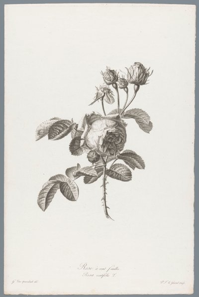 Honderdbladige roos Százlevelű rózsa / Rosa centifolia L. (cím a tárgyon) Természetből merített virágok (...) (sorozat címe) alkotó: Pierre François Legrand
