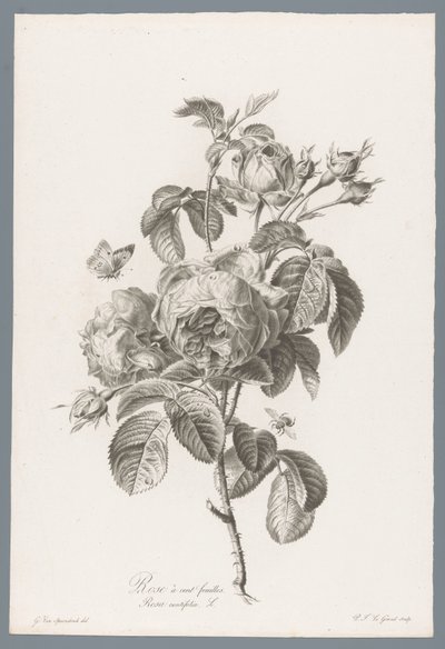 Honderdbladige roos Százlevelű rózsa / Rosa centifolia L. (cím a tárgyon) Természetből merített virágok (...) (sorozat címe) alkotó: Pierre François Legrand