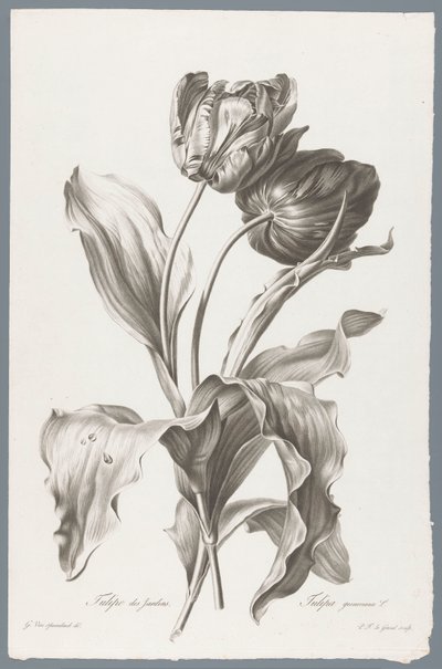 tulp Kerti tulipán / Tulipa gesneriana L. (cím a tárgyon) Természetből merített virágok (...) (sorozat címe) alkotó: Pierre François Legrand