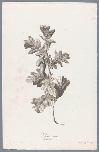 Zomerik Közönséges tölgy / Quercus robur L. (cím a tárgyon) Természetből merített virágok (...) (sorozat címe) alkotó: Pierre François Legrand