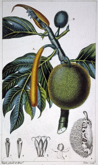 Kenyérgyümölcs alkotó: Pierre Jean Francois (after) Turpin