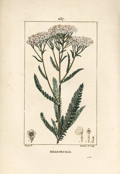 Achillee cickafark - Yarrow, Achillea millefolium. Lambert Junior kézi csíkos rézmetszet Pierre Jean-Francois Turpin rajzából Chaumetonból, Poiret és Chamberet „” La Flore Medicale” című művéből, Paris, Panckoucke alkotó: Pierre Jean Francois Turpin