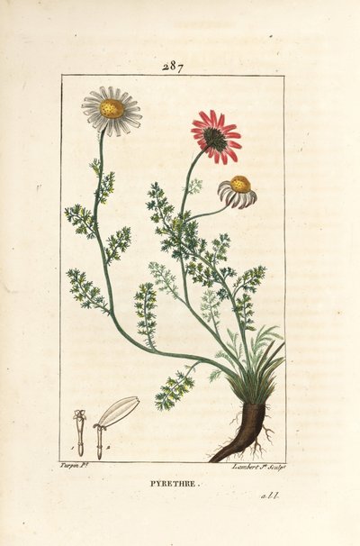 Afrikai pirethrum - Spanyolország Pellitory, Anthemis pyrethrum (Anacyclus pyrethrum) virágokkal, levelekkel, szárral és gyökerekkel. Lambert Junior kézi csíkos rézmetszet Pierre Jean-Francois Turpin rajzából, Chaumeton, Poiret és Cham alkotó: Pierre Jean Francois Turpin