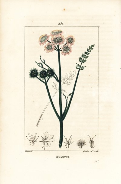 Vízi oenanthe vagy vízi édeskömény - Finomlevelű vízcsepp, Oenanthe aquatica. Lambert Junior kézi csíkos rézmetszet Pierre Jean-Francois Turpin rajzából Chaumetonból, Poiret és Chamberet „” La Flore Medicale”” Pari című művéből alkotó: Pierre Jean Francois Turpin