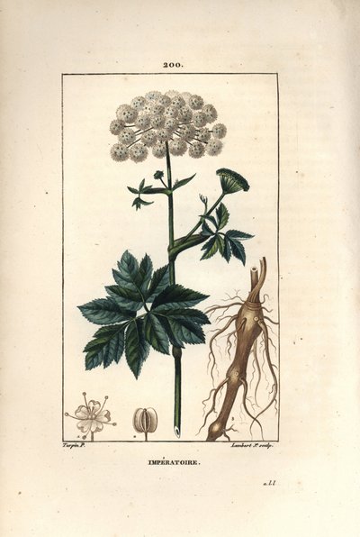 Benzoin vagy imperatoire - Masterwort, Imperatoria ostruthium, virággal, levéllel és gyökérrel. Lambert Junior kézi csíkos rézmetsze Pierre Jean-Francois Turpin rajzából Chaumetonból, Poiret és Chamberet „” La Flore Medicale” című művéből, alkotó: Pierre Jean Francois Turpin