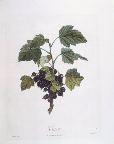 Fekete ribizli (Ribes nigrum) vagy feketeribizli Noir de Bourgogne Henry Louis Duhamel du Monceau, Pierre Jean Francois Turpin botanikai tányérja alkotó: Pierre Jean Francois Turpin