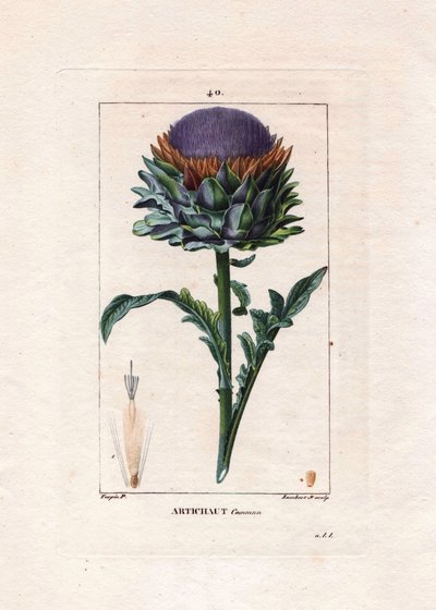 Botanikai: articsóka - Articsóka növény, levelei és virágai, Cynara cardunculus. Lambert kézi színű rézmetszet, Pierre Jean-Francois Turpin rajzából, Chaumetonból, Poiret et Chamberet „” La Flore Medicale” című művéből, Paris, Panckouc alkotó: Pierre Jean Francois Turpin