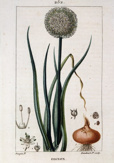 A hagyma botanikai táblája - Chaumeton Chamberet et Poiret „Flora médicale” című könyvében. E. Penckroute és J. F. Turpin festette. Szerk. Penckroute. Párizs alkotó: Pierre Jean Francois Turpin