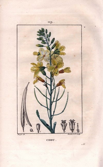 Botanikai: káposztavirág - Káposztavirág, Brassica oleracea. Lambert kézzel színezett rézmetszet, Pierre Jean-Francois Turpin Chaumeton rajzából, Poiret et Chamberet „” La Flore Medicale” című művéből, Paris, Panckoucke alkotó: Pierre Jean Francois Turpin
