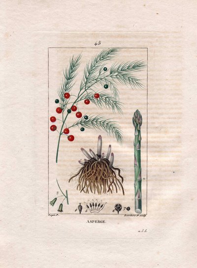 Botanika: spárga - Asparagus gyökér, virág és gyümölcs, Asparagus officinalis. Lambert kézzel színezett rézmetszet, Pierre Jean-Francois Turpin Chaumeton rajzából, Poiret et Chamberet „” La Flore Medicale” című művéből, Paris, Panckoucke alkotó: Pierre Jean Francois Turpin