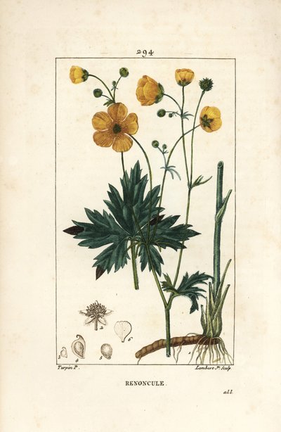 Boglárka – Álló varjúláb, Ranunculus acris, virággal, levéllel, szárral és gyökérrel. Lambert Junior kézi csíkos rézmetszet Pierre Jean-Francois Turpin rajzából Chaumetonból, Poiret és Chamberet „” La Flore Medicale” című művéből, Pa alkotó: Pierre Jean Francois Turpin