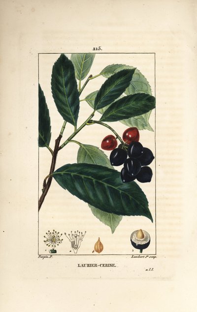 Cseresznye babér - Cseresznye babér, Prunus laurocerasus, levéllel, gyümölccsel és maggal. Lambert Junior kézi csíkos rézmetszet Pierre Jean-Francois Turpin rajzából Chaumetonból, Poiret és Chamberet „” La Flore Medicale”, Párizs, alkotó: Pierre Jean Francois Turpin