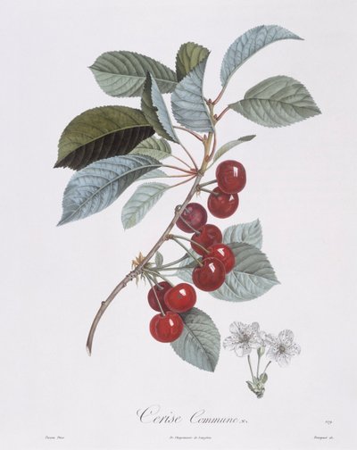 Cseresznyefa (Prunus avium), Henry Louis Duhamel du Monceau, Pierre Jean Francois Turpin botanikai lemeze alkotó: Pierre Jean Francois Turpin