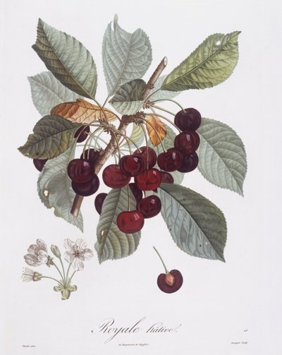 Cseresznyefa (Prunus avium), Henry Louis Duhamel du Monceau, Pierre Jean Francois Turpin botanikai lemeze alkotó: Pierre Jean Francois Turpin