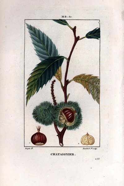 Gyümölcsös gesztenyeág (gesztenye) - Édes gesztenyefa, Castanea sylvestris. Lambert Junior kézi csíkos rézmetszete Pierre Jean-Francois Turpin Chaumeton rajzából, Poiret et Chamberet „” La Flore Medicale”” Paris című művéből alkotó: Pierre Jean Francois Turpin