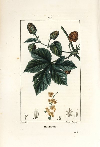 Hegymászó komló - Komló, Humulus lupulus. Lambert Junior kézi csíkos rézmetszet Pierre Jean-Francois Turpin rajzából Chaumetonból, Poiret és Chamberet „” La Flore Medicale” című művéből, Paris, Panckoucke alkotó: Pierre Jean Francois Turpin