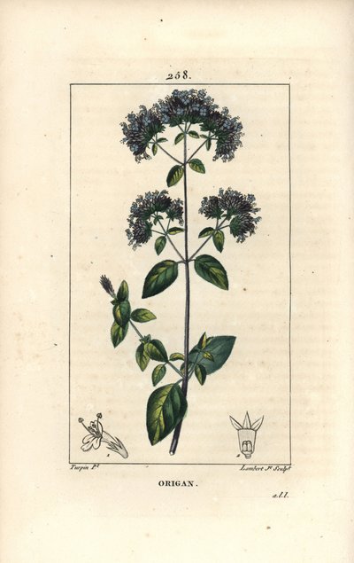Közönséges oregánó, más néven vadmajoránna - Oregano vagy vadmajoránna, Origanum vulgare, virággal, levéllel, szárral és maggal. Lambert Junior kézi színű rézmetszet, Pierre Jean-Francois Turpin rajzából, Chaumeton, Poiret és alkotó: Pierre Jean Francois Turpin