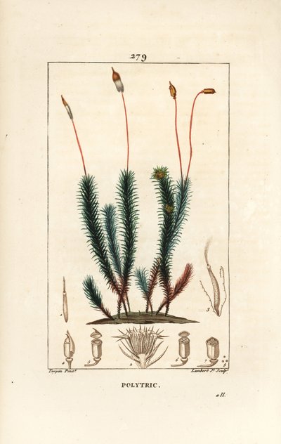 Közönséges polytrichum (hab) - Közönséges hajsapkamoha, Közönséges polytrichum. Lambert Junior kézi csíkos rézmetszet Pierre Jean-Francois Turpin rajzából Chaumetonból, Poiret és Chamberet „” La Flore Medicale” című művéből, Paris, Panckoucke alkotó: Pierre Jean Francois Turpin