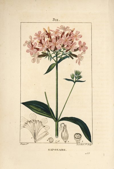 Közönséges szappanfű, Saponaria officinalis, virággal, levéllel, szárral és maggal. Lambert Junior kézi csíkos rézmetszet Pierre Jean-Francois Turpin rajzából Chaumetonból, Poiret és Chamberet „” La Flore Medicale” című művéből, Paris, Panck alkotó: Pierre Jean Francois Turpin