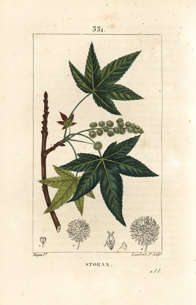 Copalm of America vagy Liquidambar - Storax vagy folyékony borostyán, Liquidambar styraciflua. Lambert Junior kézi csíkos rézmetszet Pierre Jean-Francois Turpin rajzából Chaumetonból, Poiret és Chamberet „” La Flore Medicale” című művéből, Pa alkotó: Pierre Jean Francois Turpin