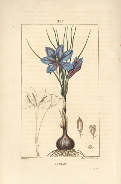 Crocus – Sáfrány sáfrány, Crocus sativus, virágot, levelet, szárat, hagymát és stigmát mutat. Lambert Junior kézi csíkos rézmetsze Pierre Jean-Francois Turpin rajzából Chaumetonból, Poiret és Chamberet „” La Flore Medicale” című művéből” alkotó: Pierre Jean Francois Turpin
