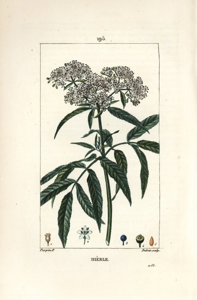 Törpebodza - Törpebodza, Sambucus humilis. Lambert Junior kézi csíkos rézmetszet Pierre Jean-Francois Turpin rajzából Chaumetonból, Poiret és Chamberet „” La Flore Medicale” című művéből, Paris, Panckoucke alkotó: Pierre Jean Francois Turpin