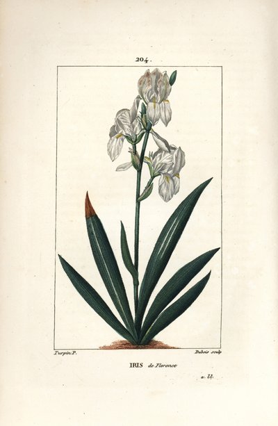Firenzei írisz, Firenzei írisz - Firenzei írisz, Iris florentina, virág és levél. Dubois kézzel színezett rézmetszet, Pierre Jean-Francois Turpin rajzából Chaumetonból, Poiret és Chamberet „” La Flore Medicale” című művéből, Paris, Pan alkotó: Pierre Jean Francois Turpin