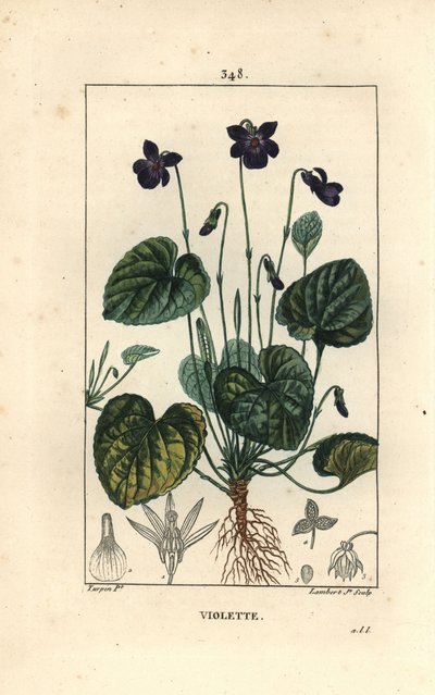 Illatos Violet - Édes ibolya, Viola odorata, virággal, levéllel, szárral és gyökerekkel. Lambert Junior kézi csíkos rézmetszet Pierre Jean-Francois Turpin rajzából Chaumetonból, Poiret és Chamberet „” La Flore Medicale”” Pari című művéből alkotó: Pierre Jean Francois Turpin