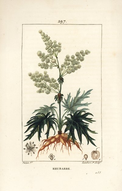Kerti rebarbara - Rebarbara, Rheum rhabarbarum (Rheum palmatum), virággal, szárral, levéllel, maggal és gyökérrel. Lambert Junior kézi csíkos rézmetszet Pierre Jean-Francois Turpin rajzából Chaumetonból, Poiret és Chamberet „” La F” című művéből alkotó: Pierre Jean Francois Turpin