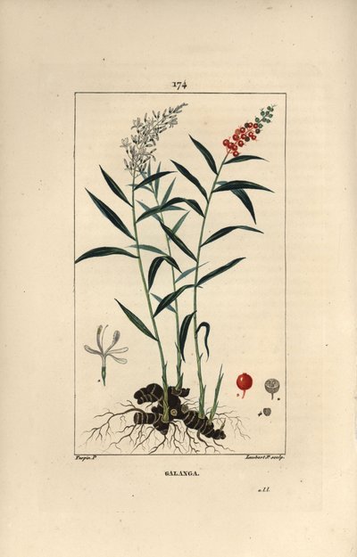 Grand galanga vagy Galanga – Nagy vagy thai galangal, Alpinia galanga, virágokkal, bogyókkal, levelekkel és rizómagyökérrel. Lambert Junior kézi csíkos rézmetszet Pierre Jean-Francois Turpin rajzából, Chaumeton, Poiret et Ch. alkotó: Pierre Jean Francois Turpin