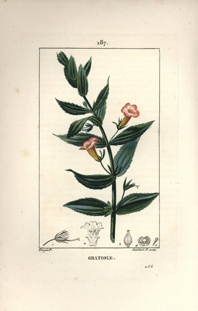 Gratiole officinale, vagy Grace de dieu, Grace au szegény ember, Petite digitale - Sövény izsóp, Gratiola officinalis. Lambert Junior kézi csíkos rézmetszet Pierre Jean-Francois Turpin rajzából, Chaumeton, Poiret és Chamberet alkotó: Pierre Jean Francois Turpin