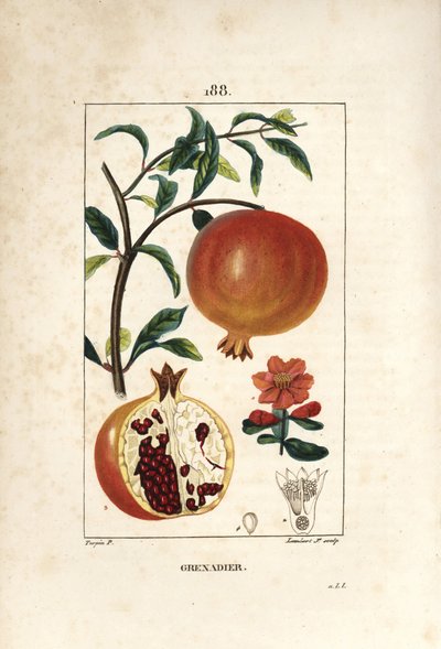 Gránátos - gránátalma fa, Punica granatum, levelekkel, virágokkal, gyümölcsökkel és a gyümölcsön keresztül, amely magokat mutat. Lambert Junior kézi csíkos rézmetszet Pierre Jean-Francois Turpin rajzából, Chaumeton, Poiret és Chamberet alkotó: Pierre Jean Francois Turpin