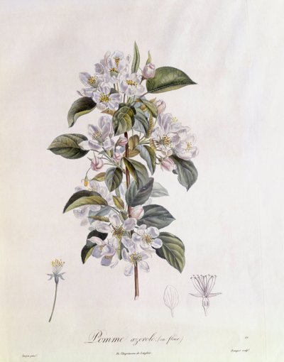 Galagonya (Crataegus azarolus) virág Henry Louis Duhamel du Monceau, Pierre Jean Francois Turpin botanikai lemeze alkotó: Pierre Jean Francois Turpin