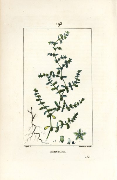 Sérv glabrous vagy turquette - Repedési sörce, Herniaria glabra. Lambert Junior kézi csíkos rézmetszet Pierre Jean-Francois Turpin rajzából Chaumetonból, Poiret és Chamberet „” La Flore Medicale” című művéből, Paris, Panckoucke alkotó: Pierre Jean Francois Turpin