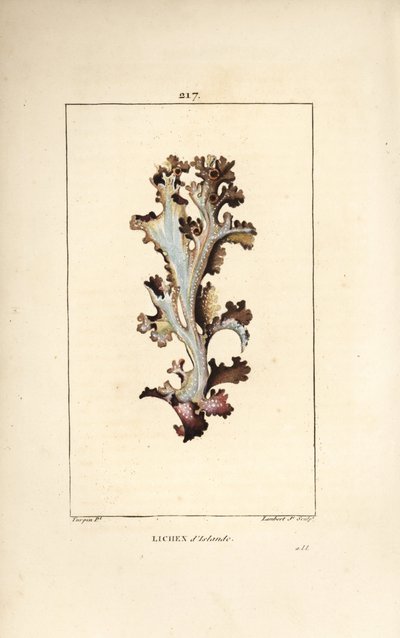 Izlandi zuzmó vagy izlandi moha - Izlandi zuzmó, Lichen islandicus. Lambert Junior kézi csíkos rézmetszet Pierre Jean-Francois Turpin rajzából Chaumetonból, Poiret és Chamberet „” La Flore Medicale” című művéből, Paris, Panckoucke alkotó: Pierre Jean Francois Turpin