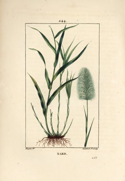 Indiai nárd, jelzi, spicanard - Spikenard, Andropogon nardus, levéllel, gyökérrel és virággal. Lambert Junior kézi csíkos rézmetszet Pierre Jean-Francois Turpin rajzából Chaumetonból, Poiret és Chamberet „” La Flore Medi” című művéből alkotó: Pierre Jean Francois Turpin