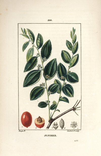 Jujubier tinktúra anya - Jujubier fa, Rhamnus zizyphus, virággal, levéllel és terméssel szekcióban. Lambert Junior kézi csíkos rézmetszet Pierre Jean-Francois Turpin rajzából Chaumetonból, Poiret és Chamberet „” La Flore” című művéből alkotó: Pierre Jean Francois Turpin