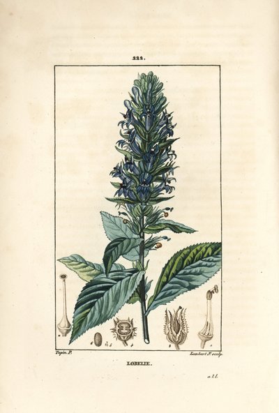 Nagy lobelia vagy szifilitikus lobelia - Kék bíborosvirág, Lobelia syphilitica. Lambert Junior kézi csíkos rézmetszet Pierre Jean-Francois Turpin rajzából Chaumetonból, Poiret és Chamberet „” La Flore Medicale”” Par alkotó: Pierre Jean Francois Turpin
