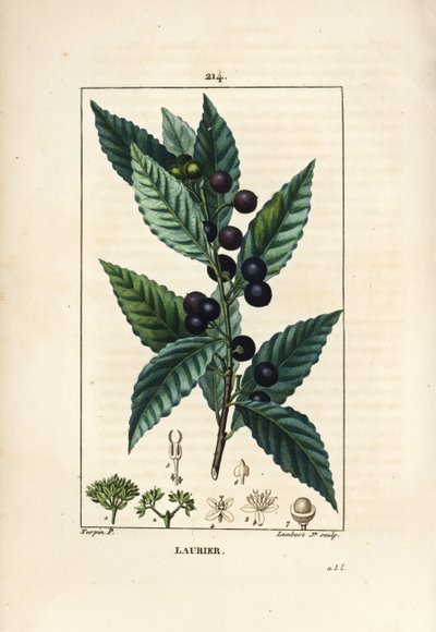 Babérfa, Laurus nobilis, levéllel, bogyóval és maggal. Lambert Junior kézi csíkos rézmetszet Pierre Jean-Francois Turpin rajzából Chaumetonból, Poiret és Chamberet „” La Flore Medicale” című művéből, Paris, Panckoucke alkotó: Pierre Jean Francois Turpin