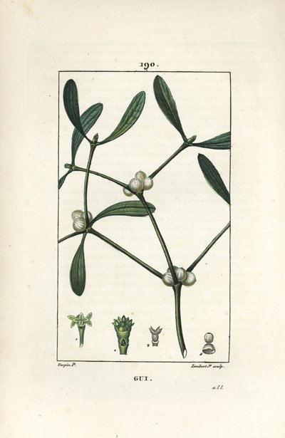 Leveles fagyöngy - Fagyöngy, Vissperm album. Lambert Junior kézi csíkos rézmetszet Pierre Jean-Francois Turpin rajzából Chaumetonból, Poiret és Chamberet „” La Flore Medicale” című művéből, Paris, Panckoucke alkotó: Pierre Jean Francois Turpin