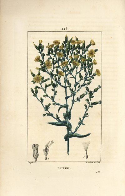 Saláta - Saláta, Lactuca sativa. Lambert Junior kézi csíkos rézmetszet Pierre Jean-Francois Turpin rajzából Chaumetonból, Poiret és Chamberet „” La Flore Medicale” című művéből, Paris, Panckoucke alkotó: Pierre Jean Francois Turpin