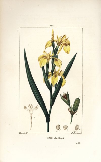 Marsh Iris vagy Water Yellow Iris – Sárga írisz, Iris palustris lutea, virág, levél és maghüvely. Lambert Junior kézi csíkos rézmetszet Pierre Jean-Francois Turpin rajzából Chaumetonból, Poiret és Chamberet „” La Flore Me” című művéből alkotó: Pierre Jean Francois Turpin