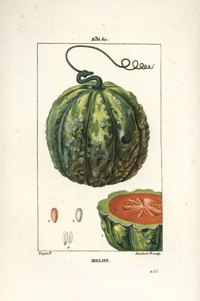 Dinnye, gyümölcs - Dinnye, Cucumis melo, gyümölccsel a szekcióban. Lambert Junior kézi csíkos rézmetszet Pierre Jean-Francois Turpin rajzából Chaumetonból, Poiret és Chamberet „” La Flore Medicale” című művéből, Paris, Panckoucke alkotó: Pierre Jean Francois Turpin
