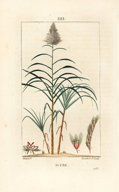 Nemesnád - Cukornád, Saccharum officinarum. Lambert Junior kézi csíkos rézmetszet Pierre Jean-Francois Turpin rajzából Chaumetonból, Poiret és Chamberet „” La Flore Medicale” című művéből, Paris, Panckoucke alkotó: Pierre Jean Francois Turpin