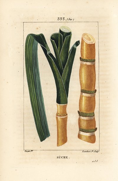 Nemesnád - Cukornád, Saccharum officinarum, szár és levél. Lambert Junior kézi csíkos rézmetszet Pierre Jean-Francois Turpin rajzából Chaumetonból, Poiret és Chamberet „” La Flore Medicale” című művéből, Paris, Panckoucke alkotó: Pierre Jean Francois Turpin