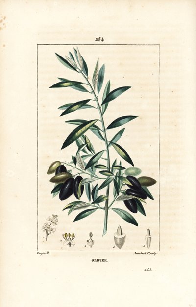 Olivier - Olajfa, Olea europaea, levéllel, ággal, gyümölccsel és maggal. Lambert Junior kézi csíkos rézmetszet Pierre Jean-Francois Turpin rajzából Chaumetonból, Poiret és Chamberet „” La Flore Medicale” című művéből, Paris, Panckou alkotó: Pierre Jean Francois Turpin