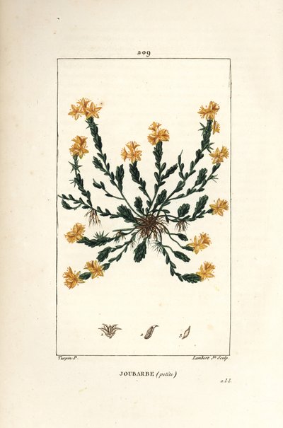 Orpin acre - Arany kőtörmelék, Sedum acre. Lambert Junior kézi csíkos rézmetszet Pierre Jean-Francois Turpin rajzából Chaumetonból, Poiret és Chamberet „” La Flore Medicale” című művéből, Paris, Panckoucke alkotó: Pierre Jean Francois Turpin