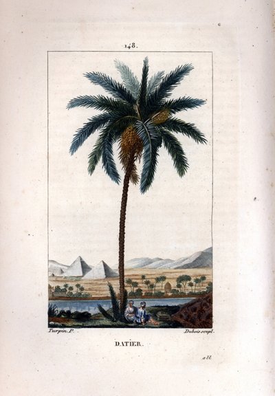Pálma datolya Pálma, Phoenix dactylifera, gyümölcsöt és leveleket mutat a tájon piramisokkal és folyóval. Dubois kézzel színezett rézmetszet, Pierre Jean-Francois Turpin Chaumeton rajzából, Poiret et Chamberet „” La” című művéből alkotó: Pierre Jean Francois Turpin